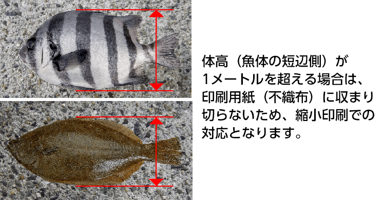 体高